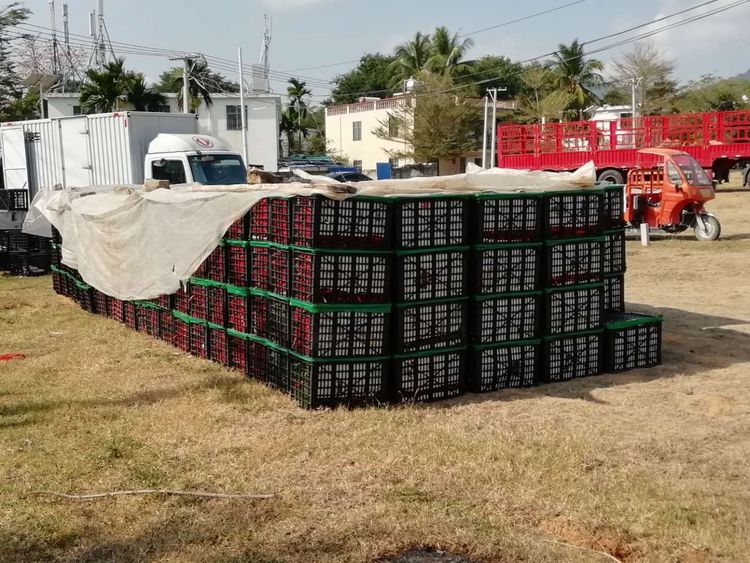 助力抗疫，三亚朱家酒店向湖北捐赠17吨瓜菜