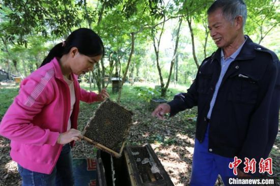 蒋善海和他的女儿在检查蜂箱。凌楠 摄