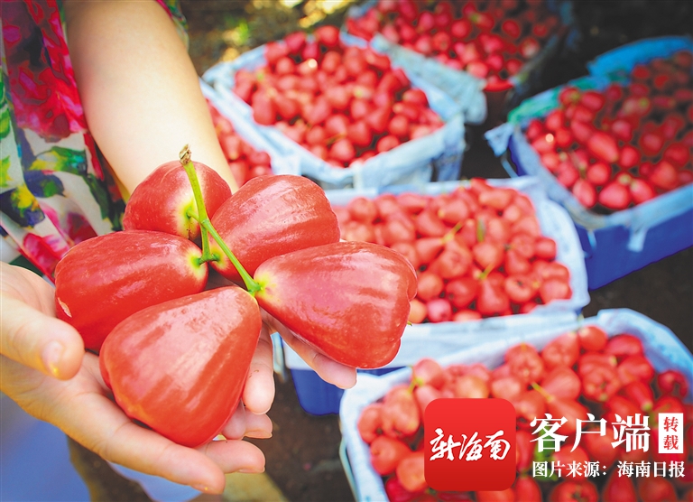 寻着果香，来海南开启采摘之旅