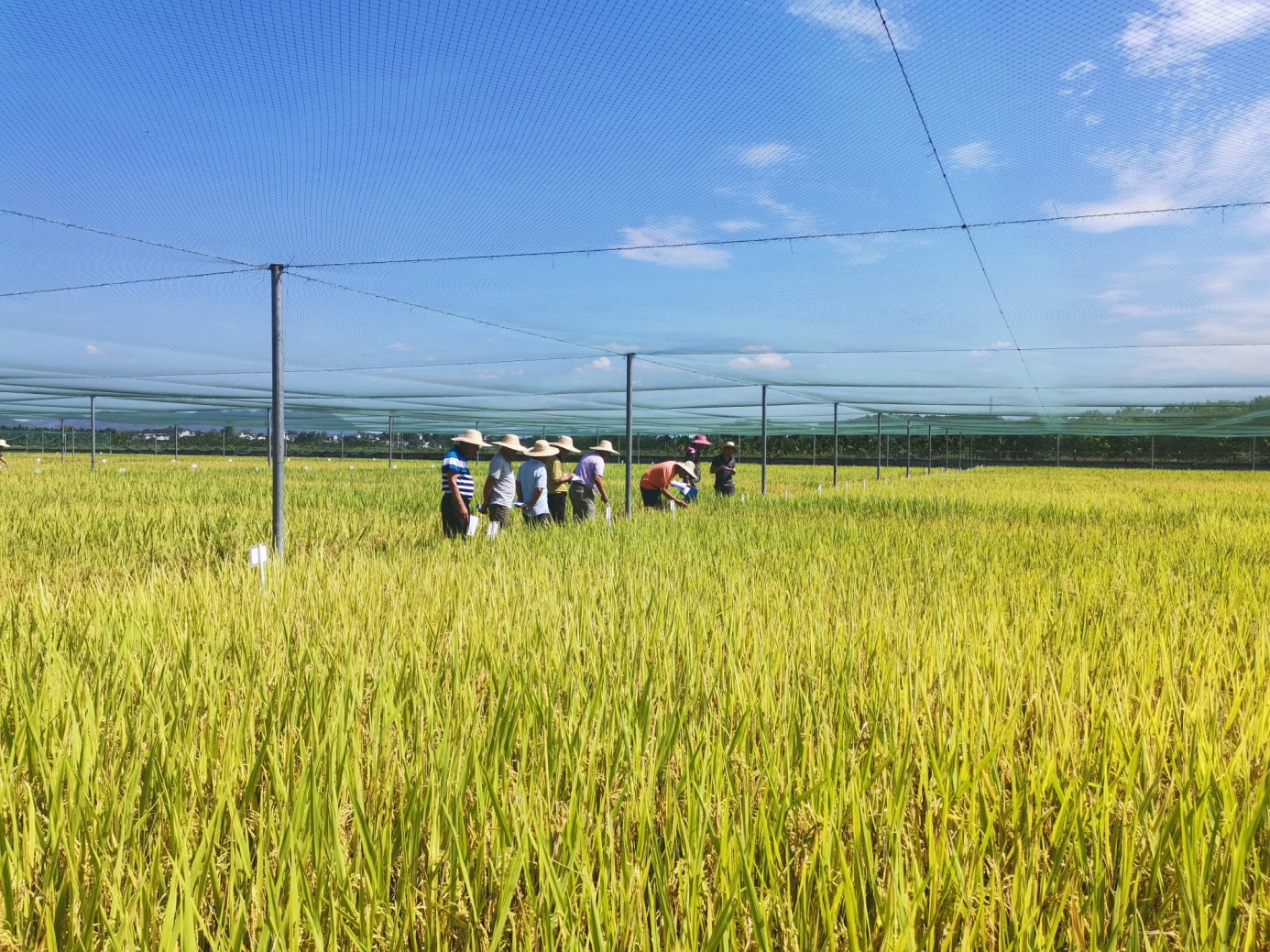 海南开展省级水稻品种区域试验和生产试验监督检查