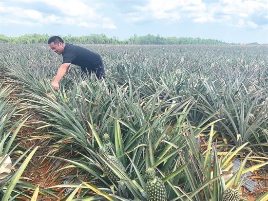 中和镇高第岭凤梨种植基地。