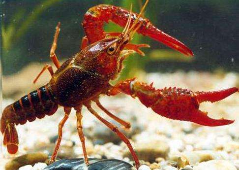 浙农学子发现提升小龙虾免疫力“妙方”