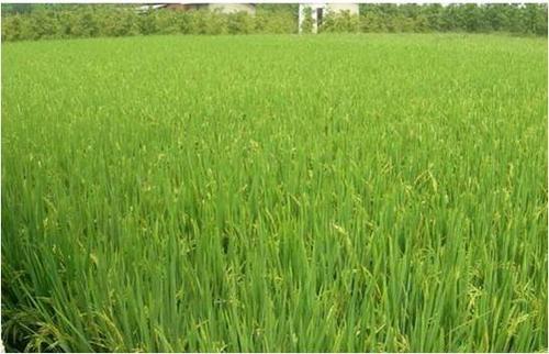 改变细胞分裂素分布 可提高水稻产量和抗盐性