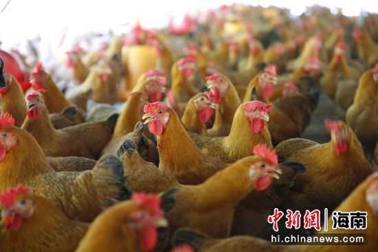 村民“拎包管理”的文昌鸡养鸡场 记者王晓斌摄