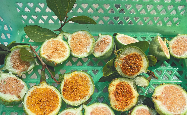 海南民间传统小吃薜荔凉粉：来自树上的果冻