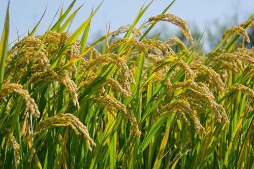 越南开发适应洪涝和干旱的水稻新品种