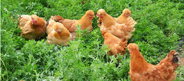 “北京油鸡”获国家农产品地理标志认证