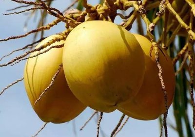 种金椰 种出特色产业富村民