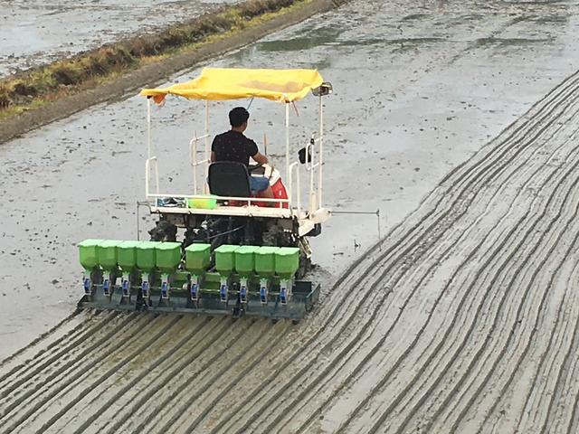 国家水稻良种重大科技攻关“适合机械化制种水稻小粒型不育系”通过现场评议