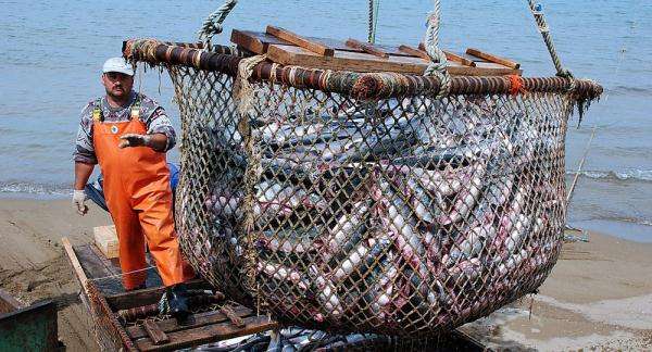落实 “放管服” 改革要求 农业农村部修订《渔业捕捞许可管理规定》