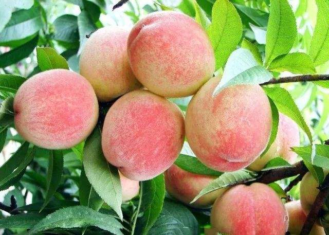 买家说桃子越来越不好吃了？啥原因？