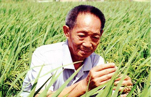 袁隆平超级稻云南基地连续4年平均亩产超1100千克