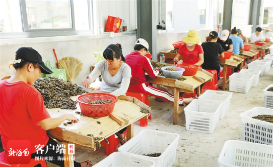 9月15日，工人们正在海南永晟农业发展有限公司车间内分拣槟榔干果。海南日报记者 苏晓杰 通讯员 王家专 摄