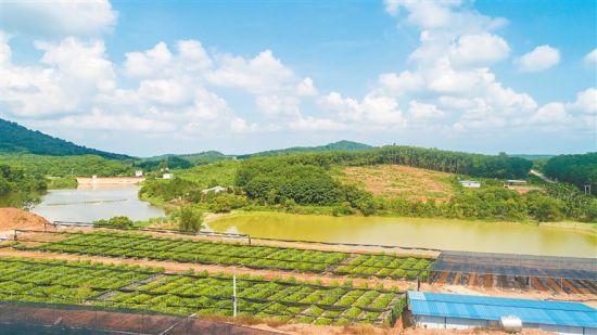 近日，俯瞰位于白沙黎族自治县的海垦龙江农场公司大岭热带水果精品苗木培育产业园。袁琛 摄
