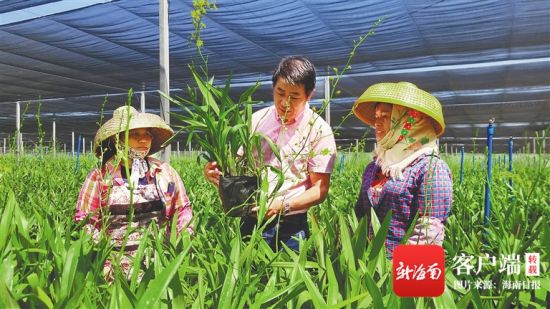 秀英区在东山镇城西村建立文心兰扶贫示范基地，带动困难群众增收。