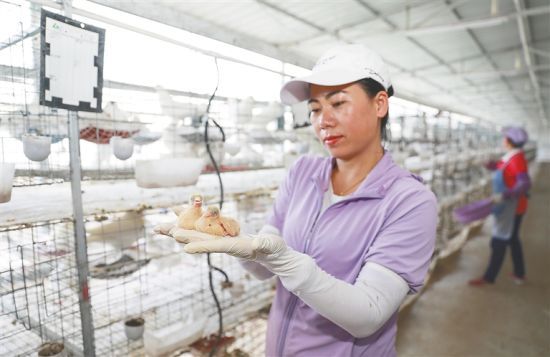 在基地务工的莫妈村村民符丽慧在查看刚出生的幼鸽。