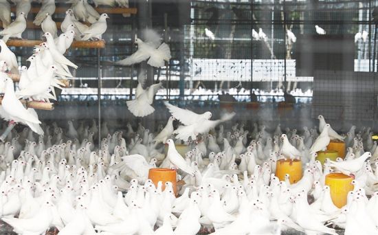 新海府生态鸽业养殖基地的种鸽在放飞棚里飞翔。