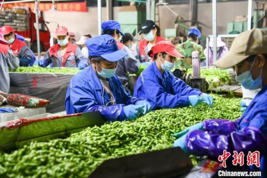 图为工人在毛豆加工厂忙碌。凌楠 摄 图为工人在毛豆加工厂忙碌。凌楠 摄
