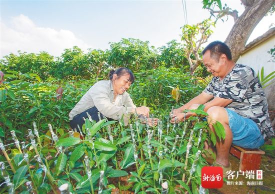 在东方市东河镇广坝居的吉祥芒果种苗农民合作社,社员们忙着嫁接芒果苗。 海南日报记者 袁琛 摄 在东方市东河镇广坝居的吉祥芒果种苗农民合作社,社员们忙着嫁接芒果苗。 海南日报记者 袁琛 摄