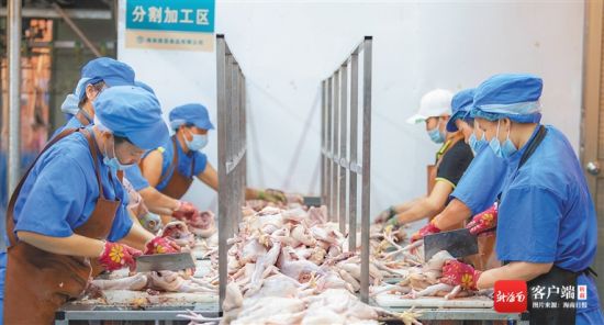 在位于海口市琼山区大坡镇马宛村的海南农垦东昌农场公司产业扶贫就业创业基地，工人在流水线上加工文昌鸡。海南日报记者 袁琛 摄
