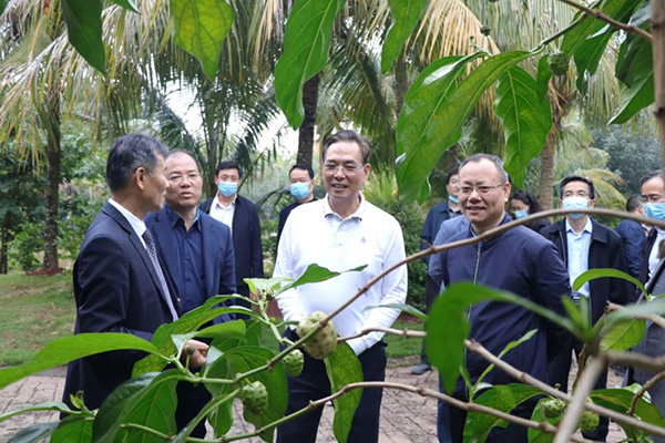 “刘汉惜董事长介绍诺丽果植物功效”