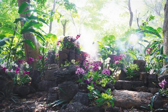 海口热科园珍稀植物园。