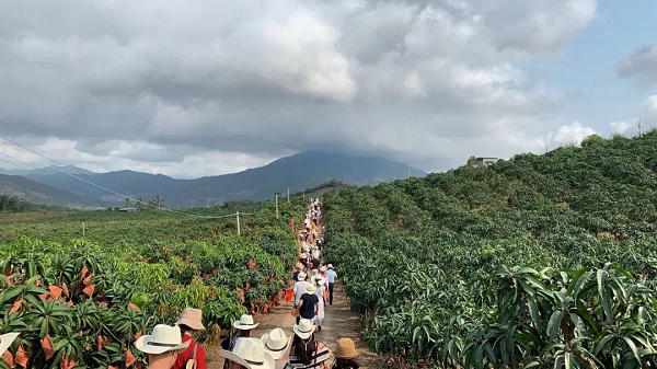 采购商深入海南热带水果基地,进行"海南热带水果种植产地环岛行"活动