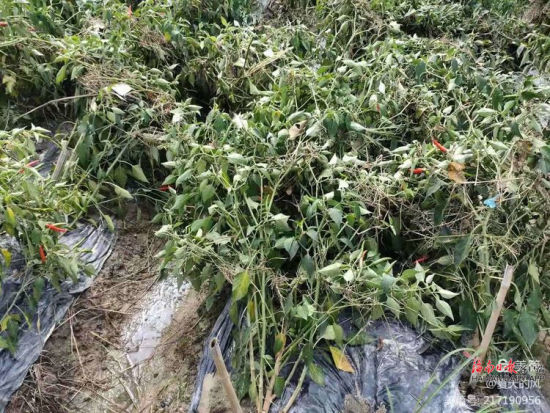 降雨较大，白沙牙叉镇对俄村部分朝天椒受损