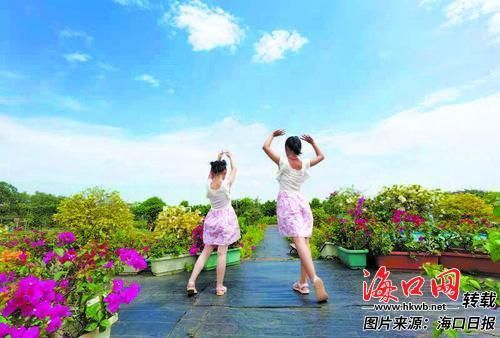 5月4日，位于琼山区红旗镇的海口三角梅共享农庄，盛放满园的三角梅吸引了众多市民游客前来参观。记者 杨杰 摄