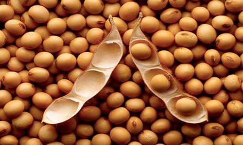 分子设计育种 实现大豆“定制化”生产