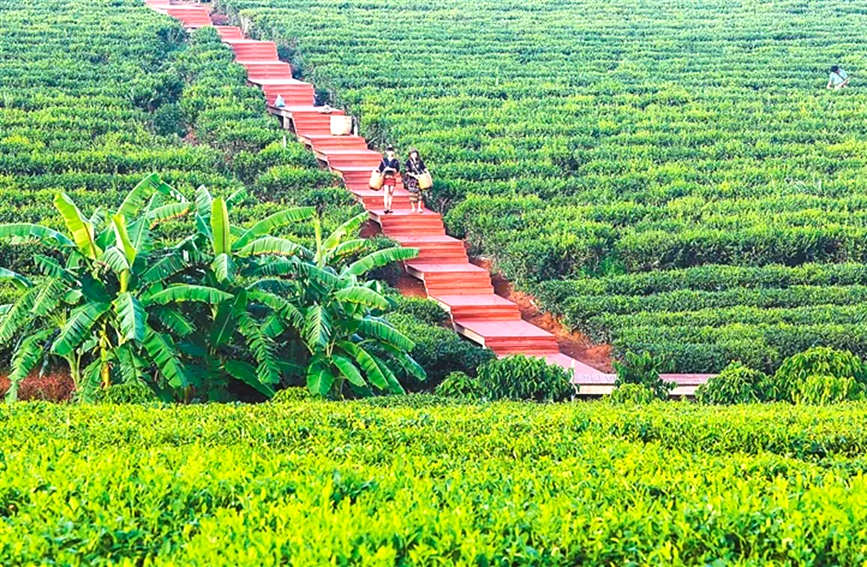背着竹筐的茶农们走在一垄垄的茶园间。白沙在线供图