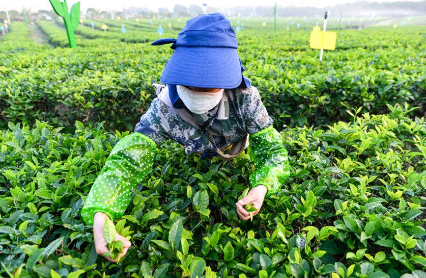 茶农正忙着采摘夏秋茶。白沙在线供图
