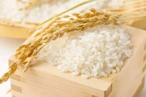 大米蛋白的综合利用