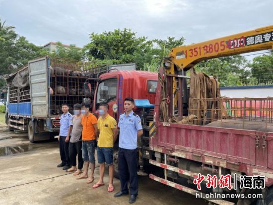 临高警方查获68头无检疫大黑猪现场。临高警方供图