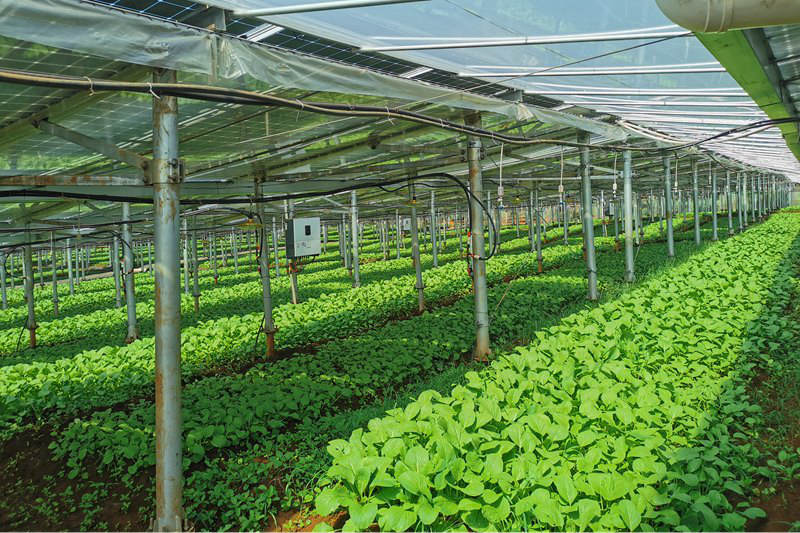 菜篮子龙湾农光互补蔬菜种植基地。海口市菜篮子集团供图
