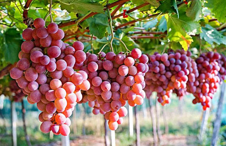 如何判断葡萄成熟度？