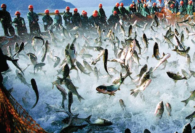 《关于促进“十四五”远洋渔业高质量发展的意见》发布 到2025年，远洋渔业总产量稳定在230万吨左右
