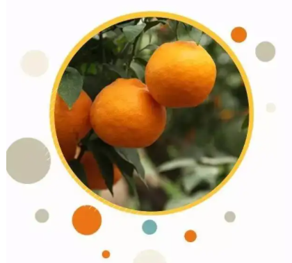 柑橘无融合生殖演化研究取得新进展