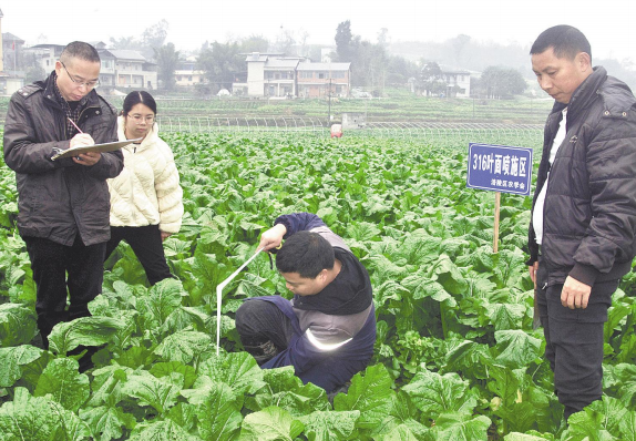 科技助力涪陵青菜头提质增产