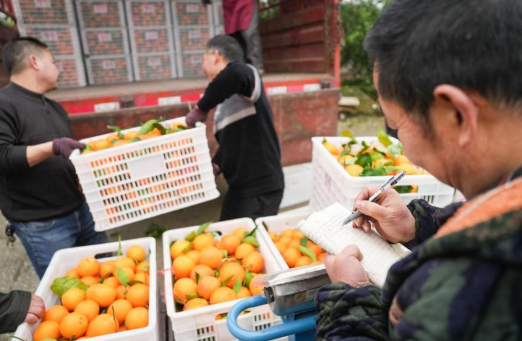 背靠电商 长寿血橙不愁卖