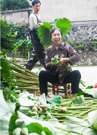 “一塘荷花”富一方百姓