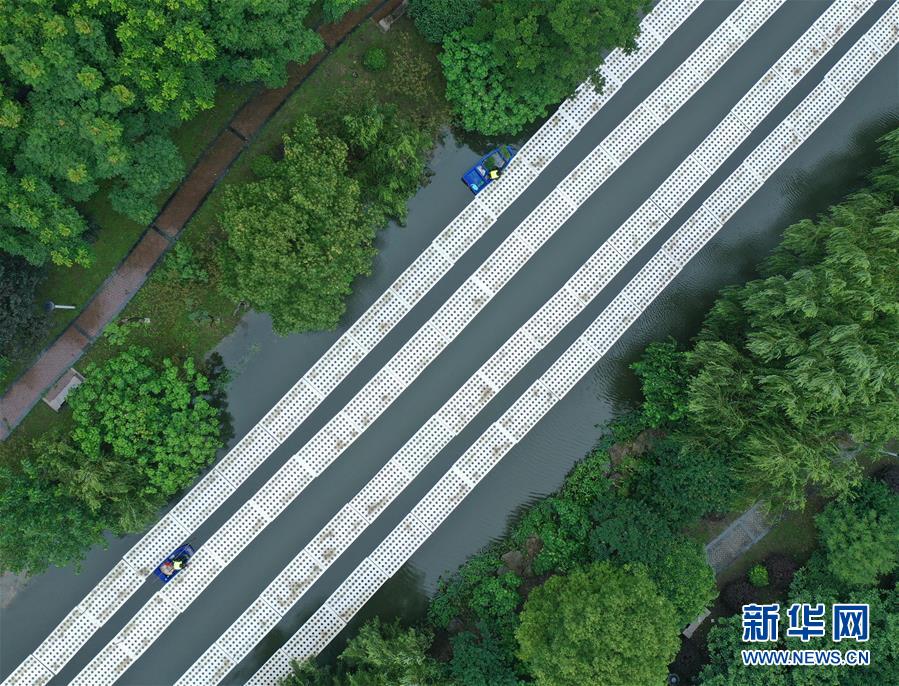 浙江：城市里的“水上稻田”