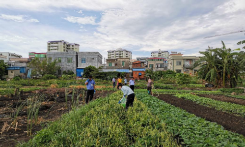 省农业农村厅赴东方市督导农产品质量安全监管工作