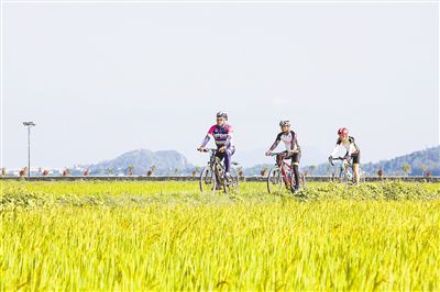 万宁海水稻迎来丰收：小海生态美 稻香伴骑行