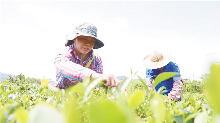 茶叶采起来 日子富起来