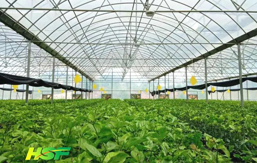 海垦科学院集团百香果种苗订单突破30万株