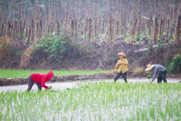农民插秧缺水台风送来“及时雨”