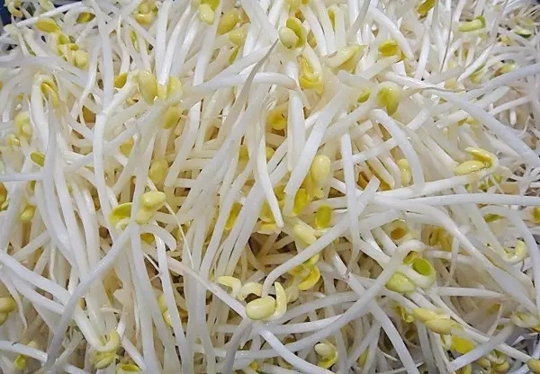 海南5批次豆芽被检出违禁物