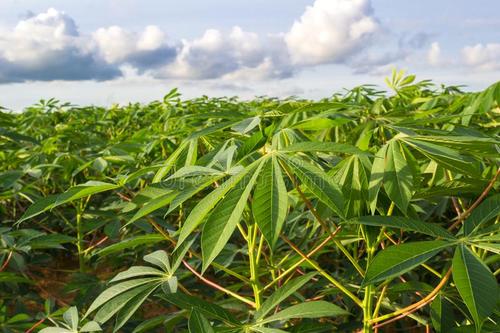 “中国刚果（布）高品质木薯粉产业化技术示范与推广”项目海口启动