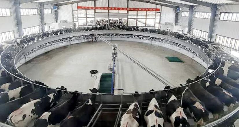 提质增效从牧场“心脏”奶厅管理开始